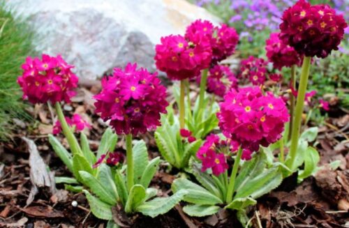 Primula denticulat a ´Prome Deep Rose´ K9 - Obrázek 1
