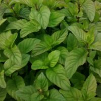 Mentha piperita Granada K9