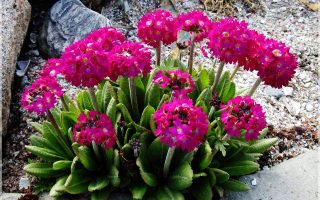 Primula denticulata Corolla Deep Rose K9