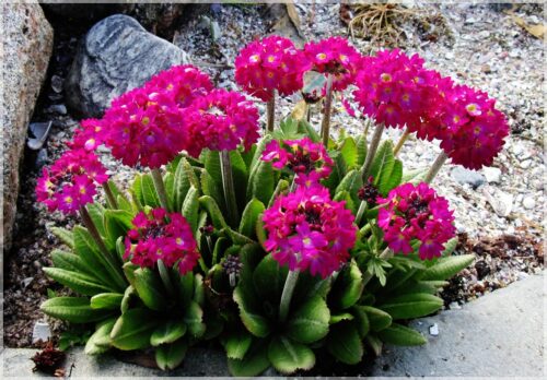 Primula denticulata Corolla Deep Rose K9 - Obrázek 1