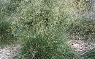 Deschampsia caespitosa ´Schottland´