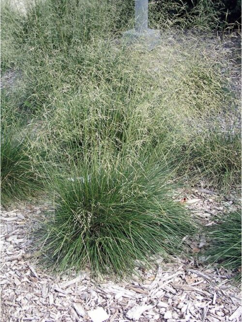 Deschampsia caespitosa ´Schottland´ - Obrázek 1