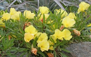 Oenothera missouriensis h9