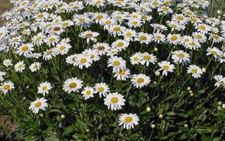 Leucanthemum maximum ´Brightside´ K9