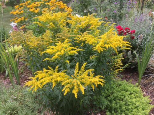 Solidago canadensis ´Golden Baby´ K9 - Image 1