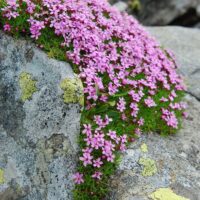 Silene acaulis Floribunda, K9x9