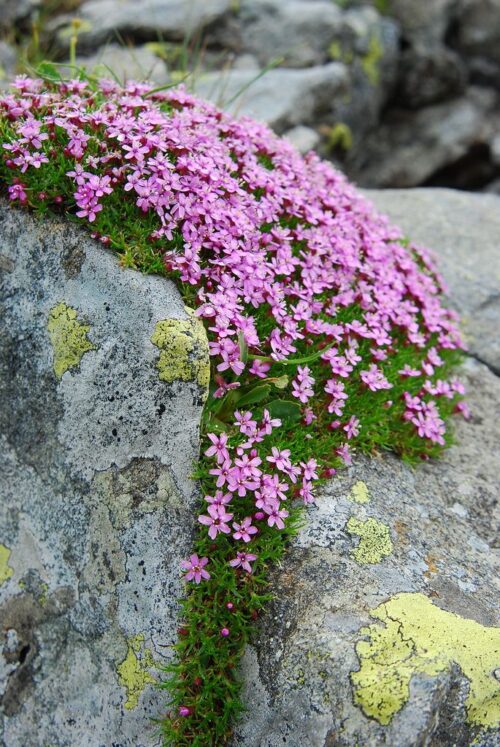 Silene acaulis Floribunda, K9x9 - Obrázek 1