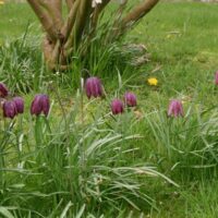 Fritillaria meleagris K9x9