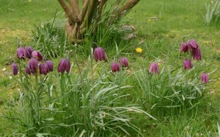 Fritillaria meleagris K9x9