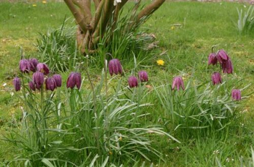 Fritillaria meleagris K9x9 - Obrázek 1