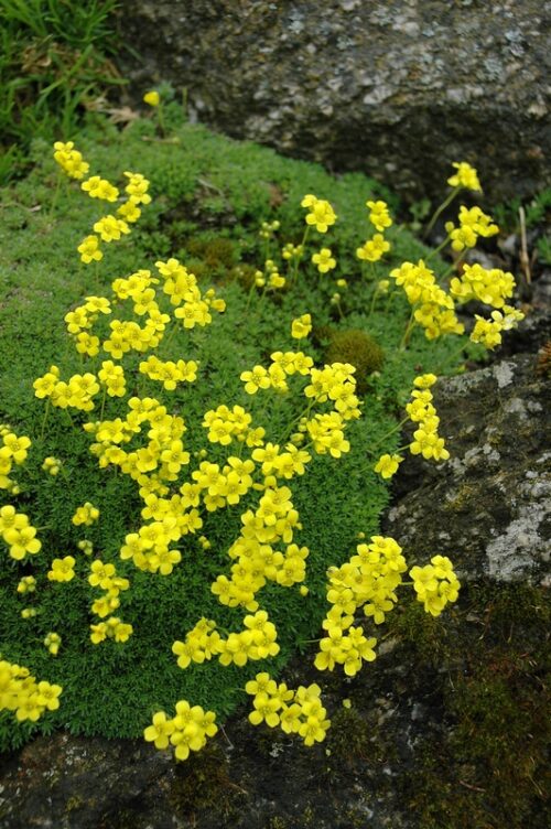 Draba bryoides ´Imbricata´ K9x9 - Image 1