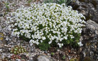 Arabis x kellereri K 9x9