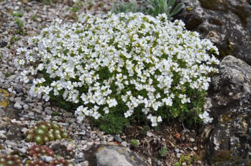 Arabis x kellereri K 9x9 - Obrázek 1