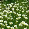 Saxifraga arendsii 'Butter Cream' - K9
