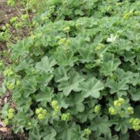 Alchemilla erythropoda K 9x9