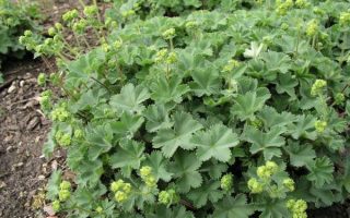 Alchemilla erythropoda K 9x9