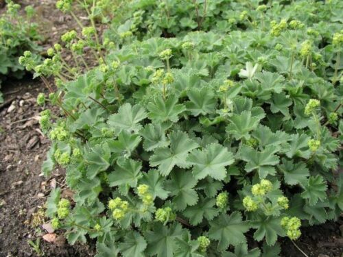 Alchemilla erythropoda K 9x9 - Obrázek 1