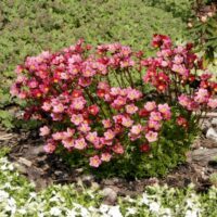 Saxifraga arendsii Lomikámen Arendsův, P9 – odr. Harder Zwerg