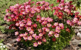 Saxifraga arendsii Lomikámen Arendsův, P9 – odr. Harder Zwerg