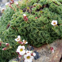 Saxifraga pubescens ssp. iratiana K9x9