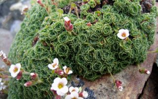 Saxifraga pubescens ssp. iratiana K9x9