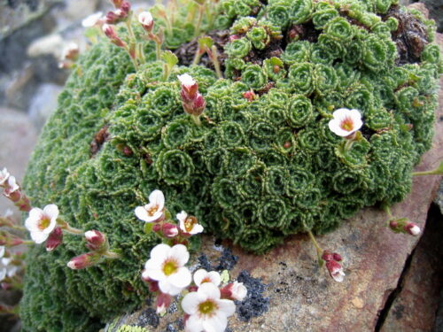 Saxifraga pubescens ssp. iratiana K9x9 - Obrázek 1