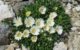 Delosperma basuticum 'White nugget' K9x9