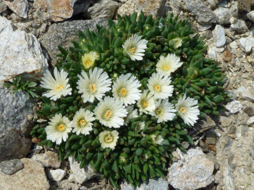 Delosperma basuticum 'White nugget' K9x9 - Obrázek 1