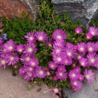 Delosperma Table Mountain, Kosmatec, K9