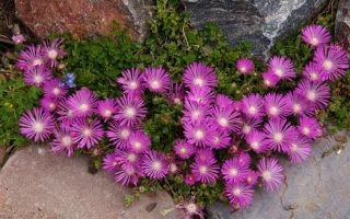 Delosperma Table Mountain, Kosmatec, K9