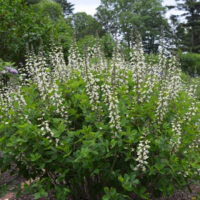 Nepeta x faassenii Alba h9
