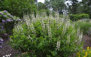 Nepeta x faassenii Alba h9