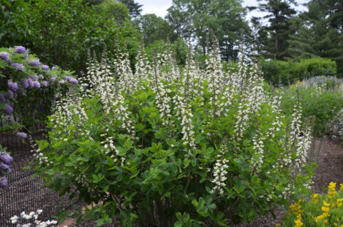 Nepeta x faassenii Alba h9 - Obrázek 1