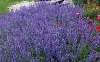 Nepeta x faassenii Walker´s low