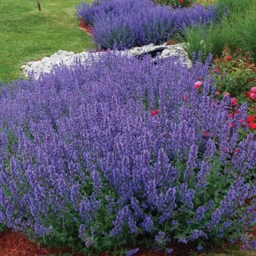 Nepeta x faassenii Walker´s low - Obrázek 1
