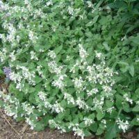 Nepeta racemosa ‘Snowflake’ K9x9