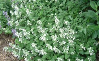 Nepeta racemosa ‘Snowflake’ K9x9