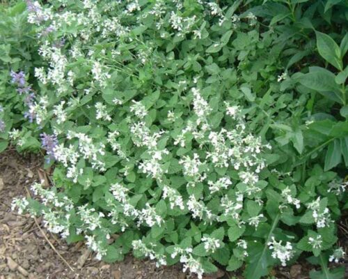 Nepeta racemosa ‘Snowflake’ K9x9 - Obrázek 1
