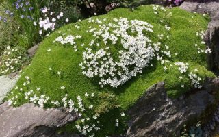 Minuartia stellata Písečnice, K9x9