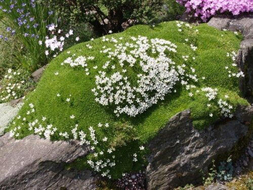 Minuartia stellata Písečnice, K9x9 - Image 1