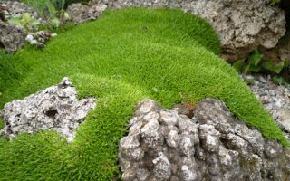 Minuartia stellata  ‘Minima’ K9x9