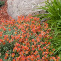 Helianthemum ‘Fire Dragon’ K9x9