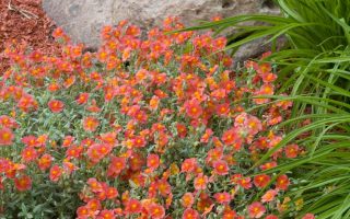 Helianthemum ‘Fire Dragon’ K9x9