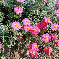 Helianthemum ‘Georgeham’ K9x9