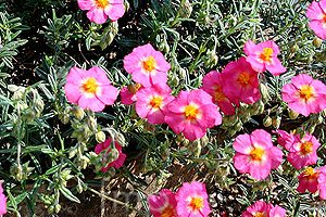 Helianthemum ‘Georgeham’ K9x9