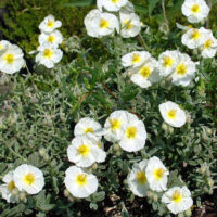 Helianthemum ‘Georgeham’ THE BRIDGE K9x9