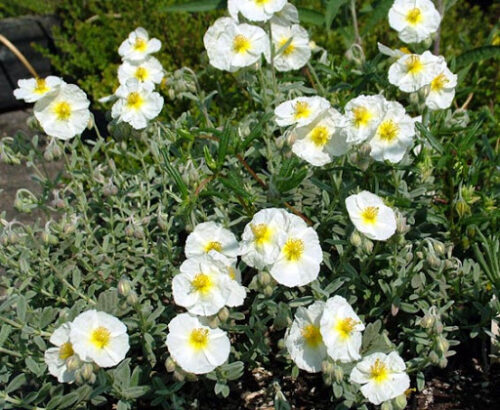 Helianthemum ‘Georgeham’ THE BRIDGE K9x9 - Image 1