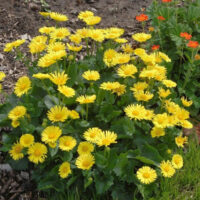 Doronicum orientale ‘Leonardo Compact’ K9x9