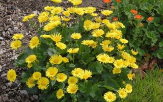 Doronicum orientale ‘Leonardo Compact’ K9x9