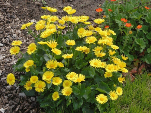 Doronicum orientale ‘Leonardo Compact’ K9x9 - Obrázek 1